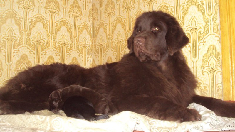 Фото: ньюфаундленд Big Sky Bear Kindle Ayumi