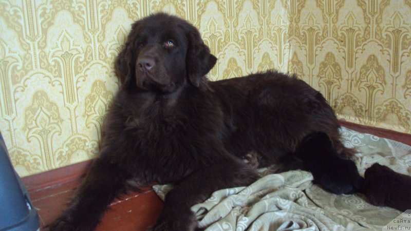 Фото: ньюфаундленд Big Sky Bear Kindle Ayumi