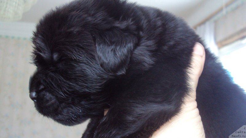 Фото: ньюфаундленд Big Sky Bear Kindle Ayumi