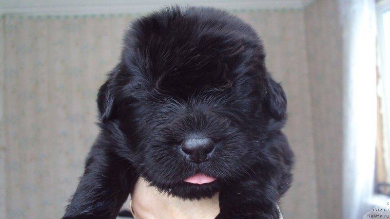 Фото: ньюфаундленд Big Sky Bear Kindle Ayumi