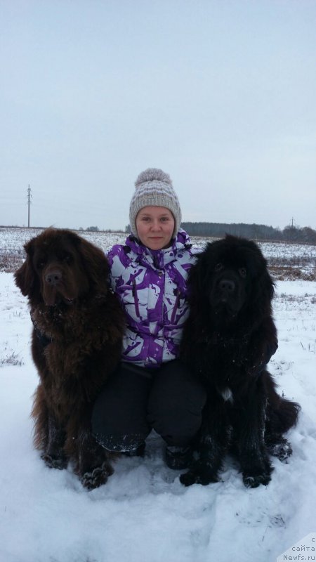 Фото: ньюфаундленд Njufort Amanda Blum (Ньюфорт Аманда Блум), ньюфаундленд Chernyi Sharm Angel'skaya Krasota (Черный Шарм Ангельская Красота)