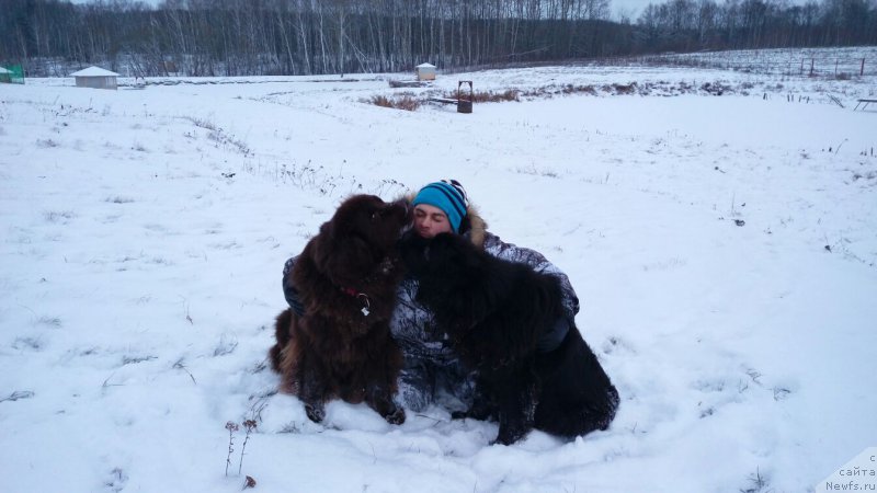 Фото: ньюфаундленд Njufort Amanda Blum (Ньюфорт Аманда Блум), ньюфаундленд Chernyi Sharm Angel'skaya Krasota (Черный Шарм Ангельская Красота)