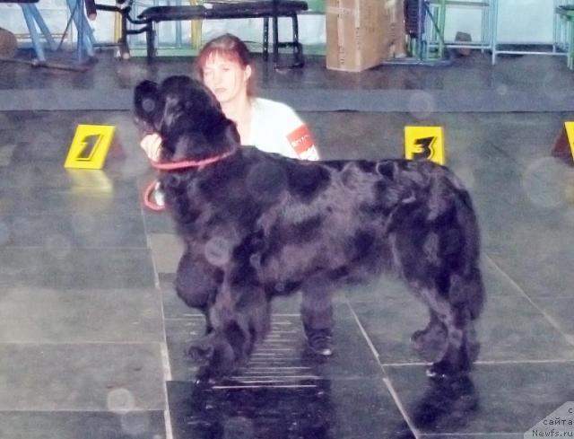 Фото: ньюфаундленд Arh B'yuti Odri Vol'naya Ptica (Арх Бьюти Одри Вольная Птица)