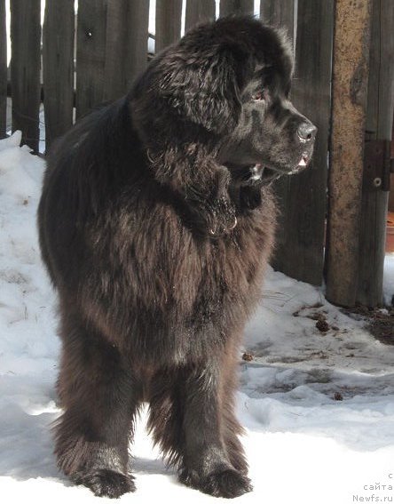 Фото: обуш шед, ньюфаундленд Obush SHed Veniti Fyear (Обуш Шед Венити Фэар)