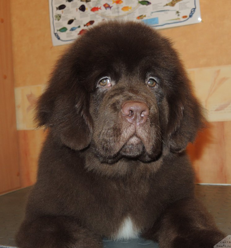 Фото: ньюфаундленд Funnewf Adriatika (Фанньюф Адриатика)