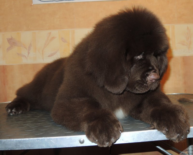 Фото: ньюфаундленд Funnewf Adriatika (Фанньюф Адриатика)