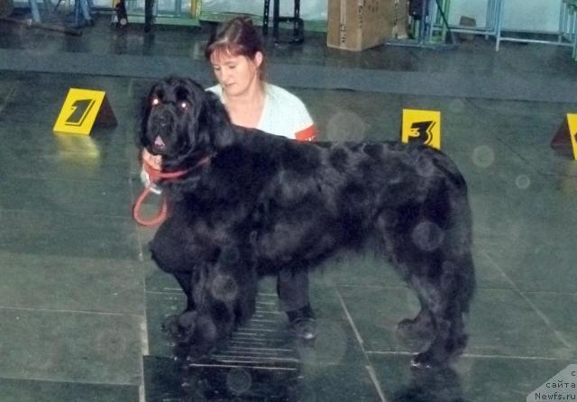 Фото: ньюфаундленд Arh B'yuti Odri Vol'naya Ptica (Арх Бьюти Одри Вольная Птица)