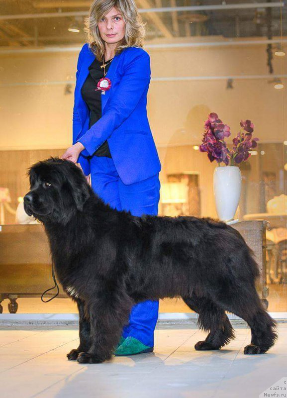 Фото: ньюфаундленд Emansipatsia is Antagrada (Эмансипация из Антаграда)