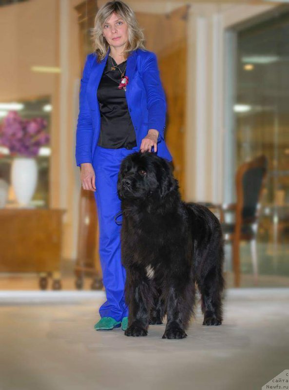 Фото: ньюфаундленд Emansipatsia is Antagrada (Эмансипация из Антаграда)