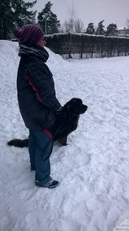 Фото: ньюфаундленд Brownblood MSK Zhanara Haya (Браунблад МСК Жанара Хайя)