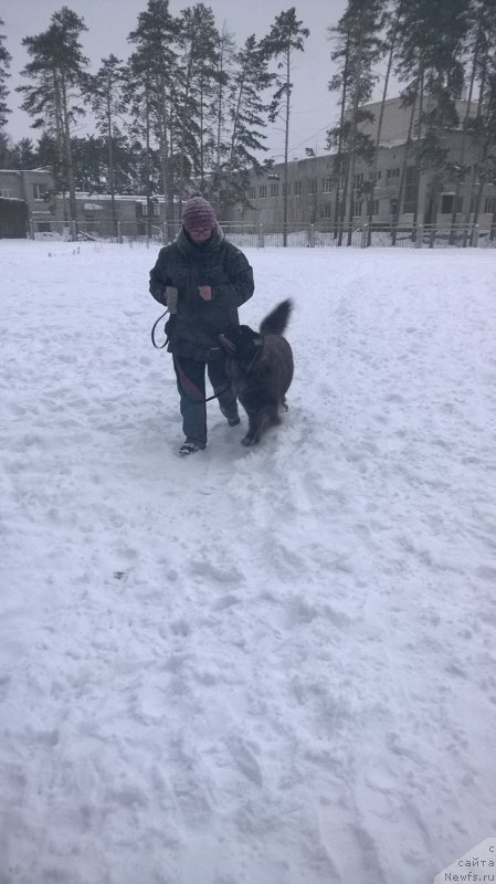 Фото: ньюфаундленд Brownblood MSK Zhanara Haya (Браунблад МСК Жанара Хайя)