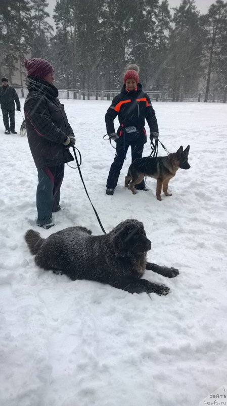 Фото: ньюфаундленд Brownblood MSK Zhanara Haya (Браунблад МСК Жанара Хайя)