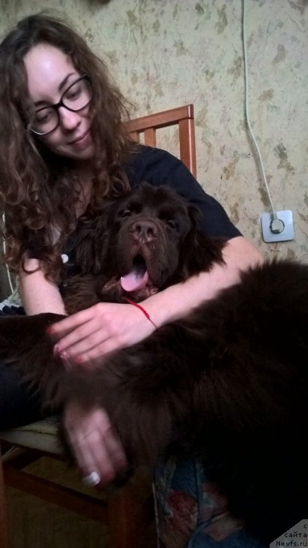 Фото: ньюфаундленд Brownblood MSK Zhanara Haya (Браунблад МСК Жанара Хайя)