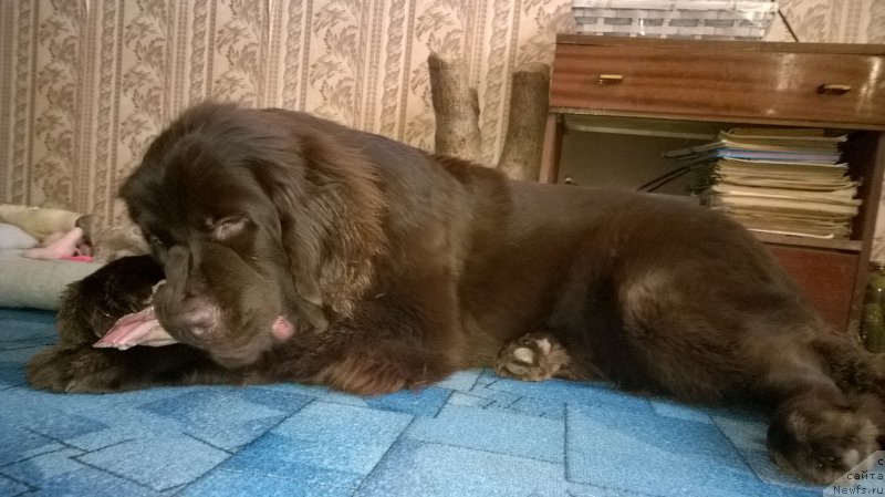 Фото: ньюфаундленд Brownblood MSK Zhanara Haya (Браунблад МСК Жанара Хайя)