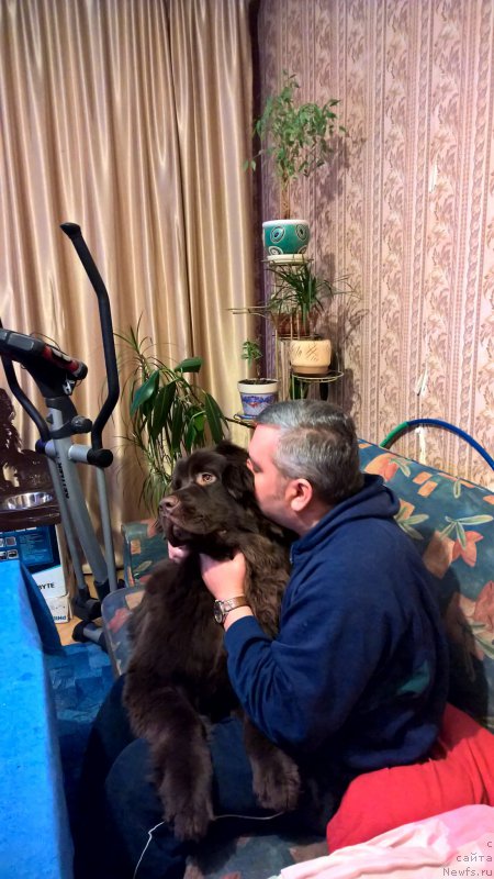 Фото: ньюфаундленд Brownblood MSK Zhanara Haya (Браунблад МСК Жанара Хайя)