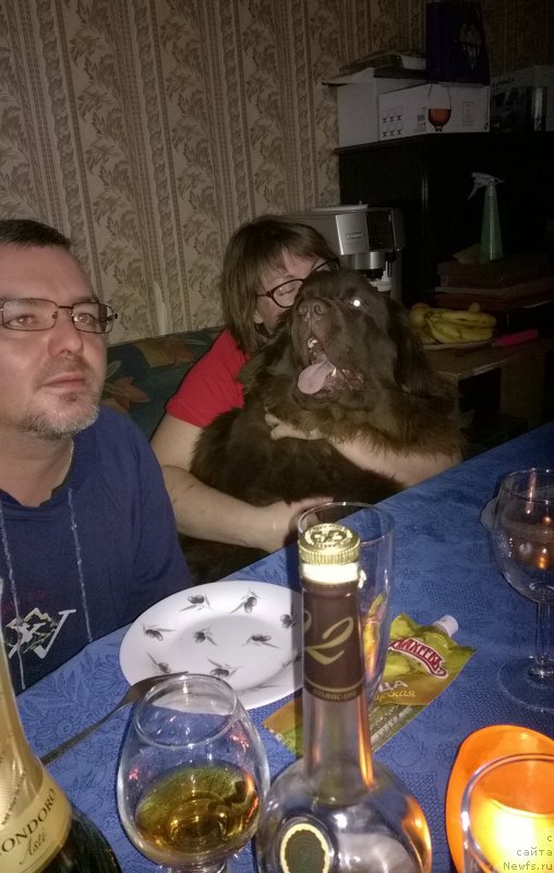 Фото: ньюфаундленд Brownblood MSK Zhanara Haya (Браунблад МСК Жанара Хайя)