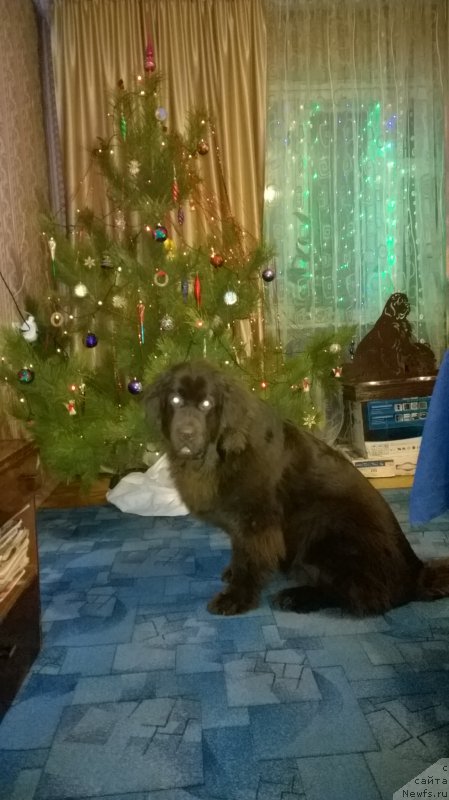 Фото: ньюфаундленд Brownblood MSK Zhanara Haya (Браунблад МСК Жанара Хайя)