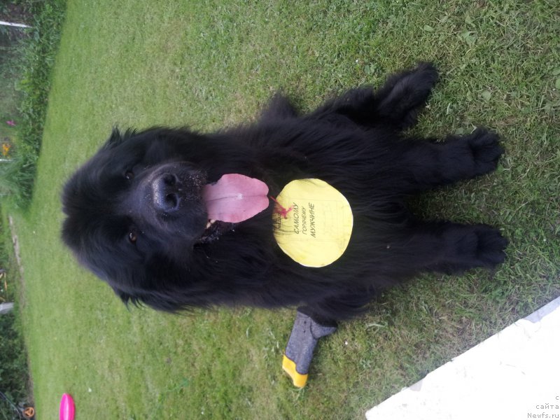 Фото: ньюфаундленд Peter-Bear Spayler Djin Greyt (Петер-Беар Спайлер Джин Грейт), ньюфаундленд Peter-Bear Spayler Djin Greyt (Петер-Беар Спайлер Джин Грейт)