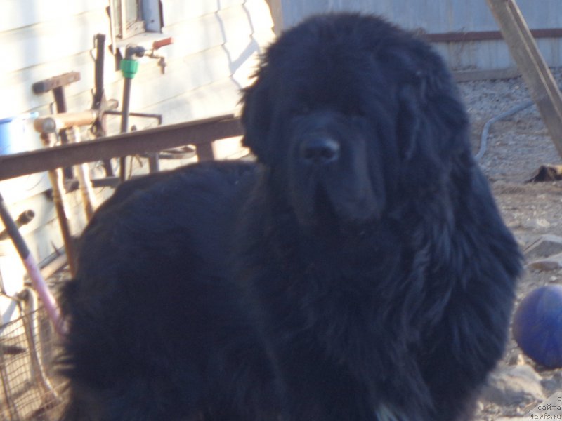 Фото: ньюфаундленд Super Premium Liniel Daylirring (Супер Премиум Линиэль Дайлиррин)