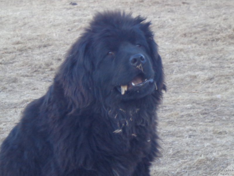 Фото: ньюфаундленд Super Premium Uolt Disneu (Супер Премиум Уолт Диснеу)