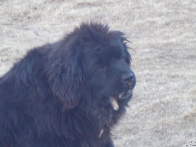 Фото: ньюфаундленд Super Premium Uolt Disneu (Супер Премиум Уолт Диснеу)