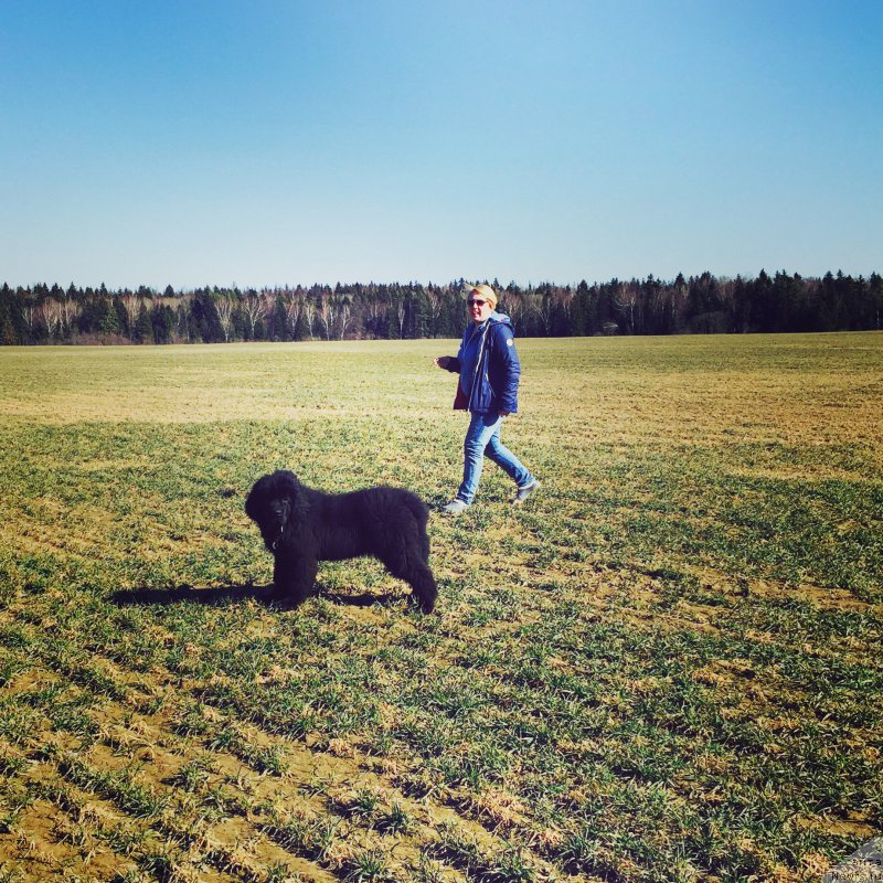 Фото: ньюфаундленд Akvatoriya Kelvin Bavariya (Акватория Келвин Бавария)