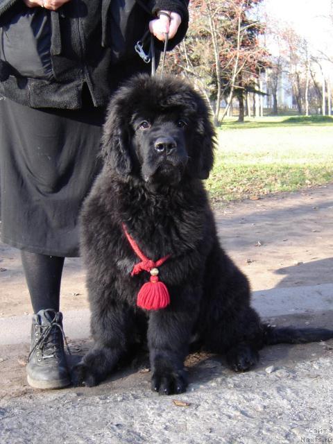 Фото: ньюфаундленд King of Helluland Easy to Win