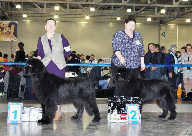 Фото: ньюфаундленд Akvatoriya Kelvin Bavariya (Акватория Келвин Бавария)