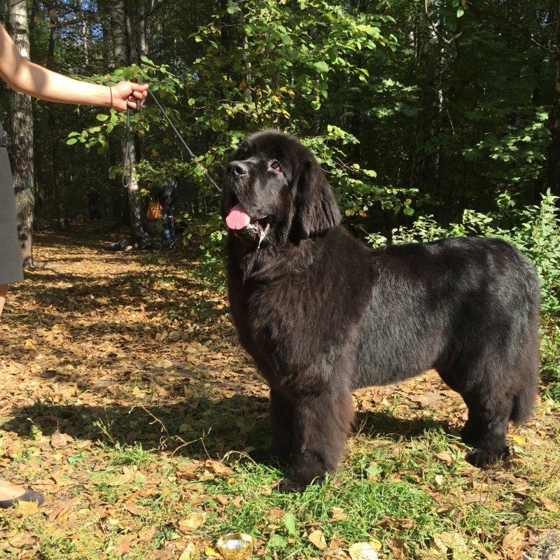 Фото: ньюфаундленд Akvatoriya Kelvin Bavariya (Акватория Келвин Бавария)