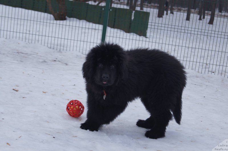 Фото: ньюфаундленд Akvatoriya Kelvin Bavariya (Акватория Келвин Бавария)