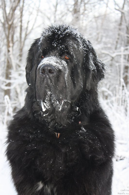 Фотография № 199239