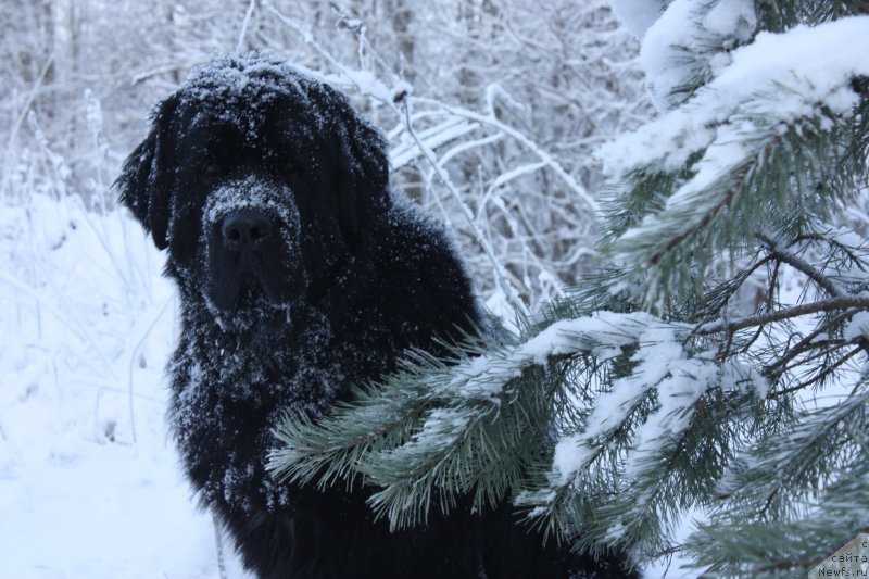 Фотография № 199240