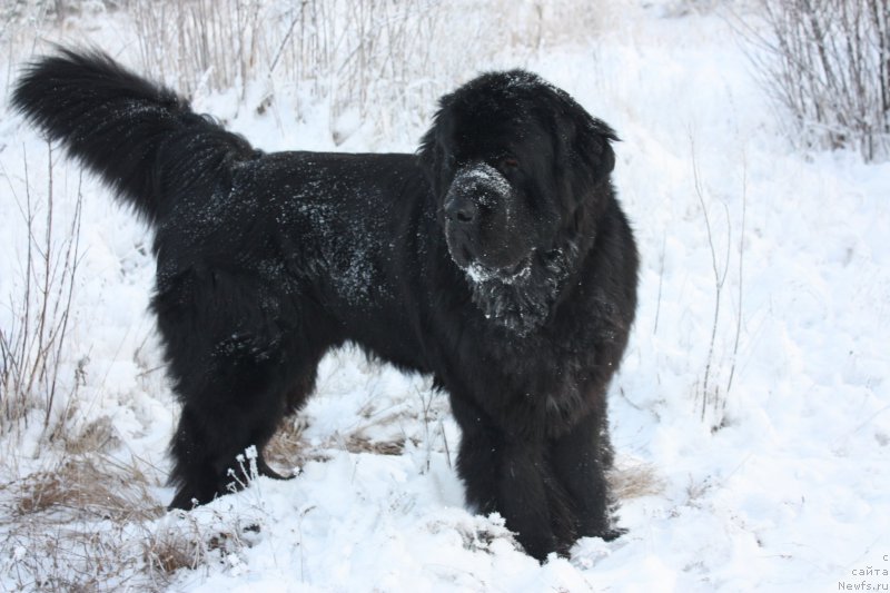 Фотография № 199242