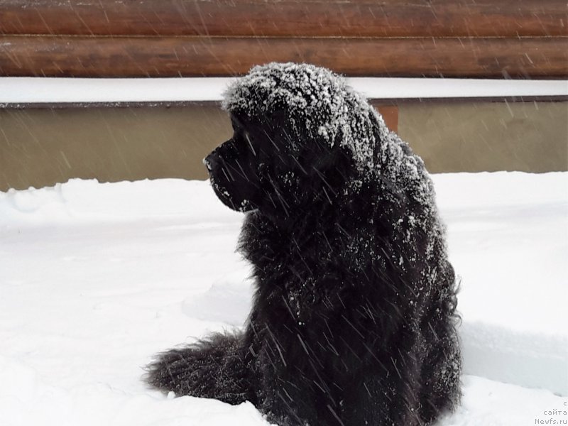 Фото: ньюфаундленд Very Fairweathers X'Got The Rhythm