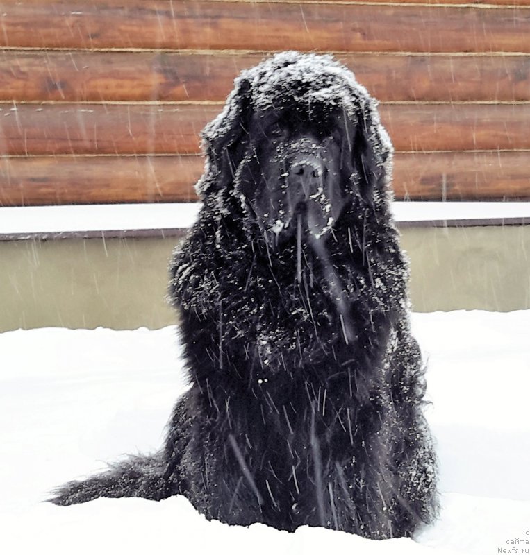 Фото: ньюфаундленд Very Fairweathers X'Got The Rhythm