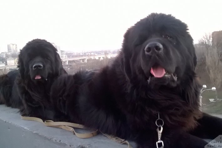 Фото: ньюфаундленд Sila s Berega Dona (Сила с Берега Дона), ньюфаундленд Yahtay s Berega Dona (Яхтай с Берега Дона)