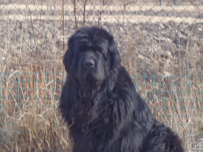 Фото: ньюфаундленд Super Premium Nao Del Trato (Супер Премиум Нао Дел Трато)