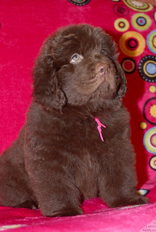 Фото: ньюфаундленд Brownblood MSK Sabina Ester (Браунблад МСК Сабина Эстер)