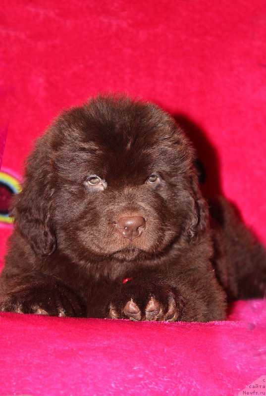 Фото: ньюфаундленд Brownblood MSK Sabina Ester (Браунблад МСК Сабина Эстер)