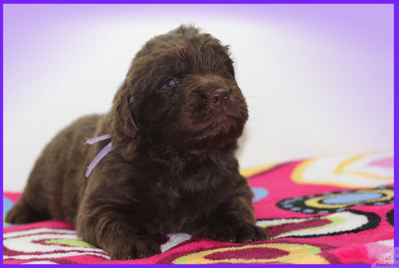 Фото: ньюфаундленд Braunblad MSK Saylas Soul Drim (Браунблад МСК Сайлас Соул Дрим)