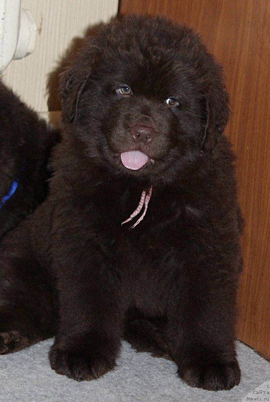 Фото: ньюфаундленд Braunblad MSK Sevara Reyn (Браунблад МСК Севара Рейн)