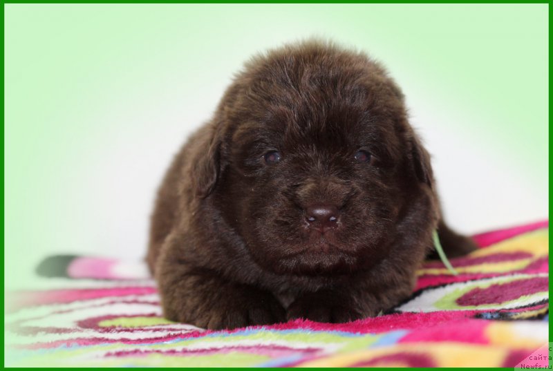 Фото: ньюфаундленд Braunblad MSK Sidni Svitin Sanlayt (Браунблад МСК Сидни Свитин Санлайт)