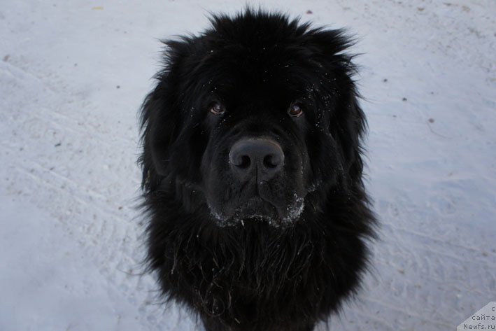 Фото: ньюфаундленд Chistolybivaya Chic s Berega Dona (Честолюбивая Чик с Берега Дона)