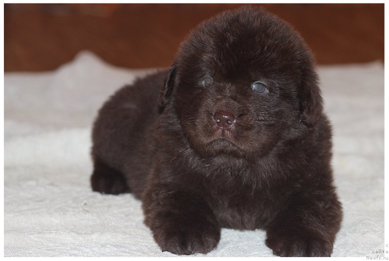 Фото: ньюфаундленд Braunblad MSK Sidni Svitin Sanlayt (Браунблад МСК Сидни Свитин Санлайт)