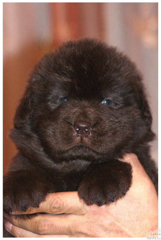 Фото: ньюфаундленд Braunblad MSK Sidni Svitin Sanlayt (Браунблад МСК Сидни Свитин Санлайт)