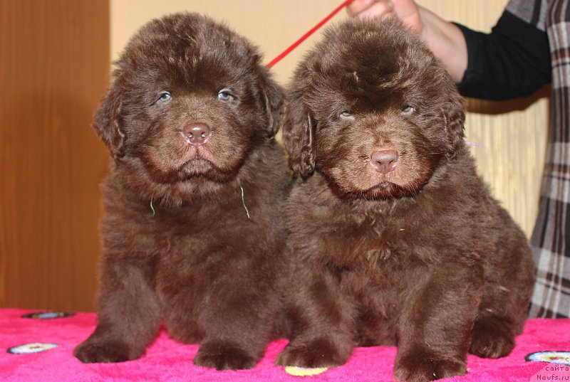 Фото: ньюфаундленд Braunblad MSK Sidni Svitin Sanlayt (Браунблад МСК Сидни Свитин Санлайт), ньюфаундленд Braunblad MSK Saylas Soul Drim (Браунблад МСК Сайлас Соул Дрим)