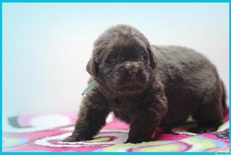 Фото: ньюфаундленд Braunblad MSK Stella Sofi (Браунблад МСК Стелла Софи)