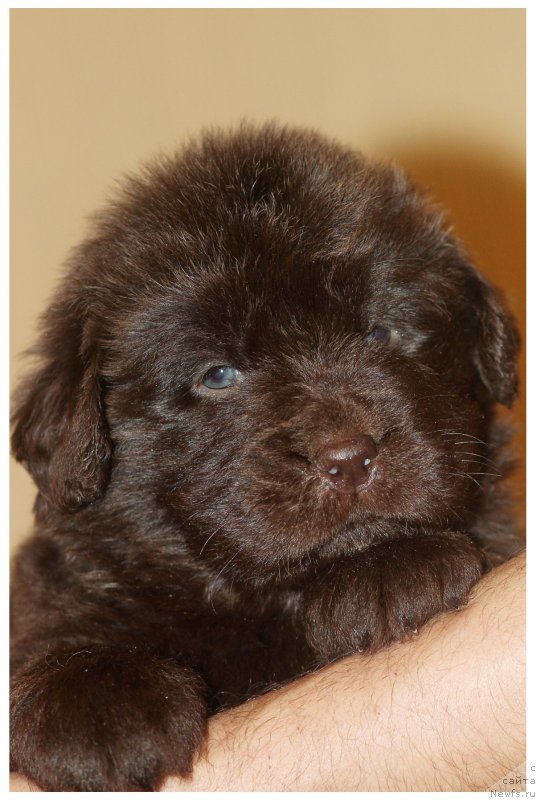 Фото: ньюфаундленд Braunblad MSK Stella Sofi (Браунблад МСК Стелла Софи)