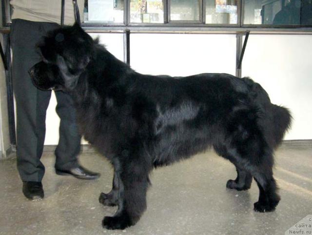 Фото: ньюфаундленд Chernomor  iz Medvejyego Yara (Черномор из Медвежьего Яра)