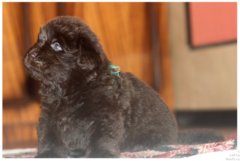 Фото: ньюфаундленд Braunblad MSK Stella Sofi (Браунблад МСК Стелла Софи)